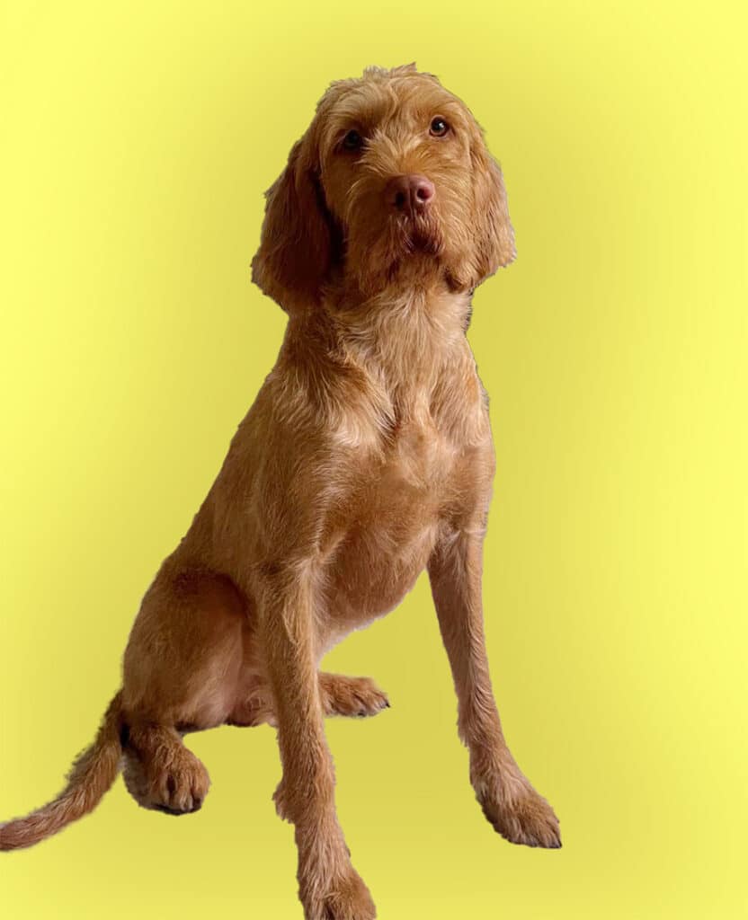 Hond Dexter